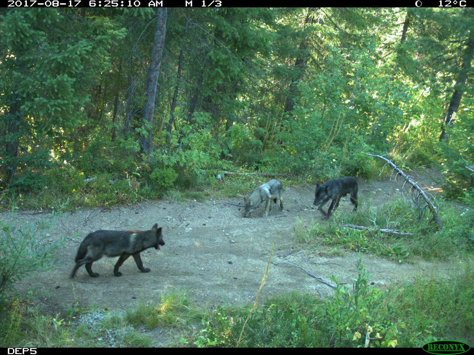 Idaho Offers to Pay Hunters Up to 2,500 to Cull Wolf Population