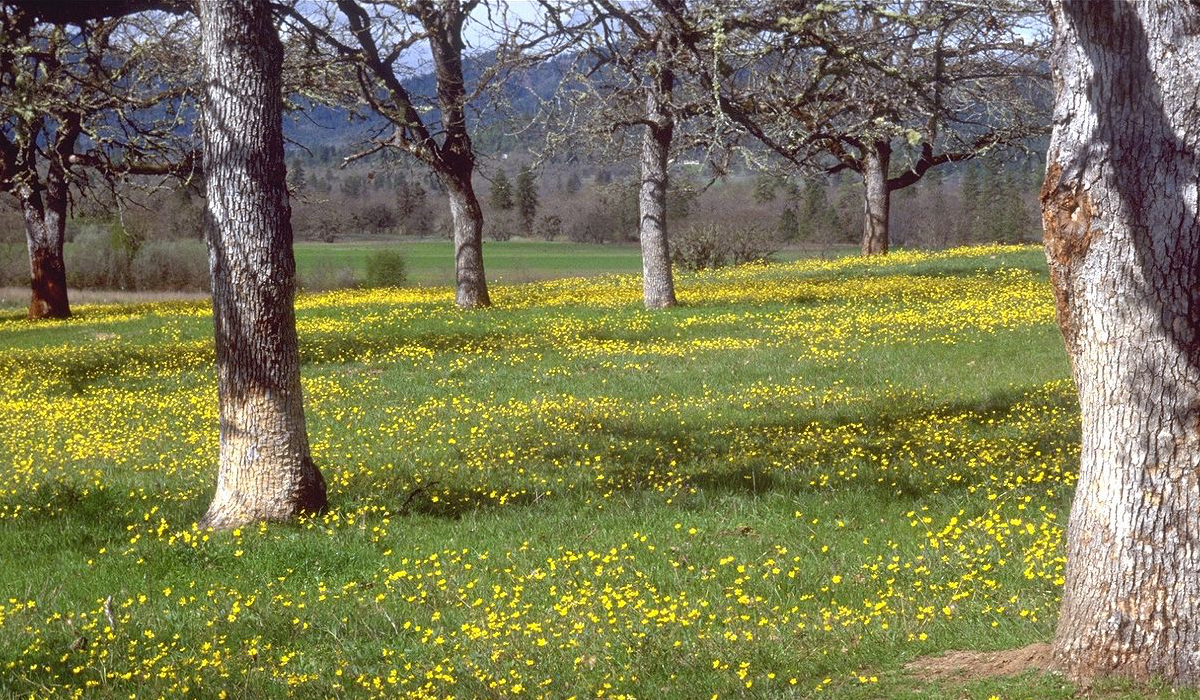 Oregon Conservation Projects Receive $3.3 Million From RMEF Oregon Conservation Projects Receive $3.3 Million From RMEF