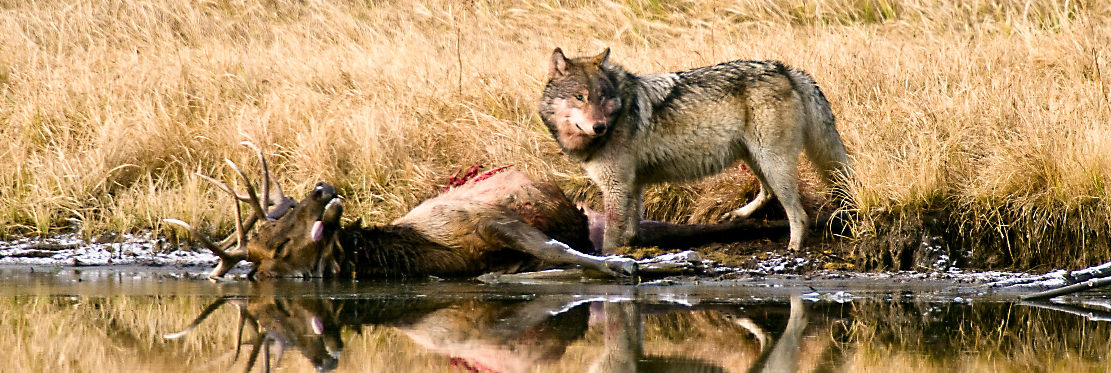 Idaho Offers to Pay Hunters Up to 2,500 to Cull Wolf Population