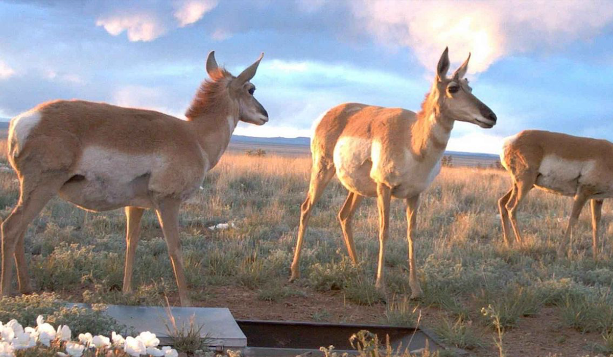 New Mexico Wildlife