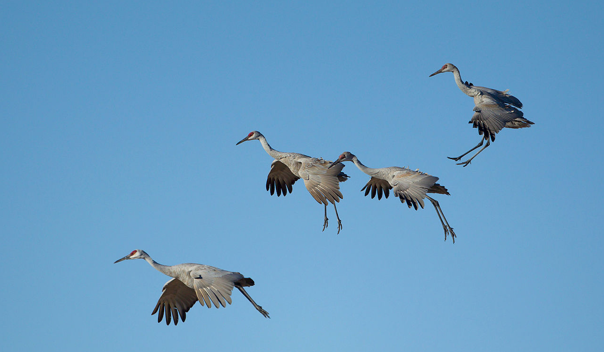 New Mexico Wildlife