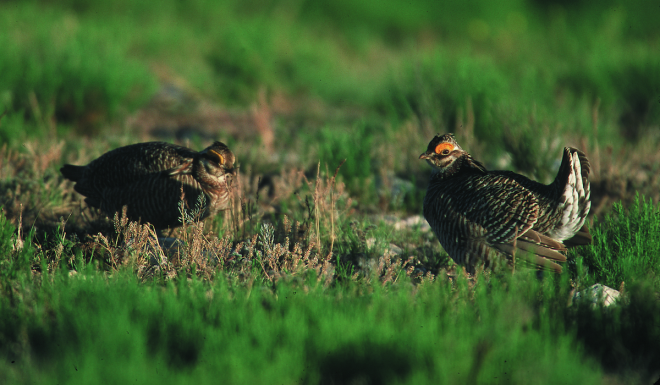 RMEF Gives New Mexico Wildlife a $291,000 Boost