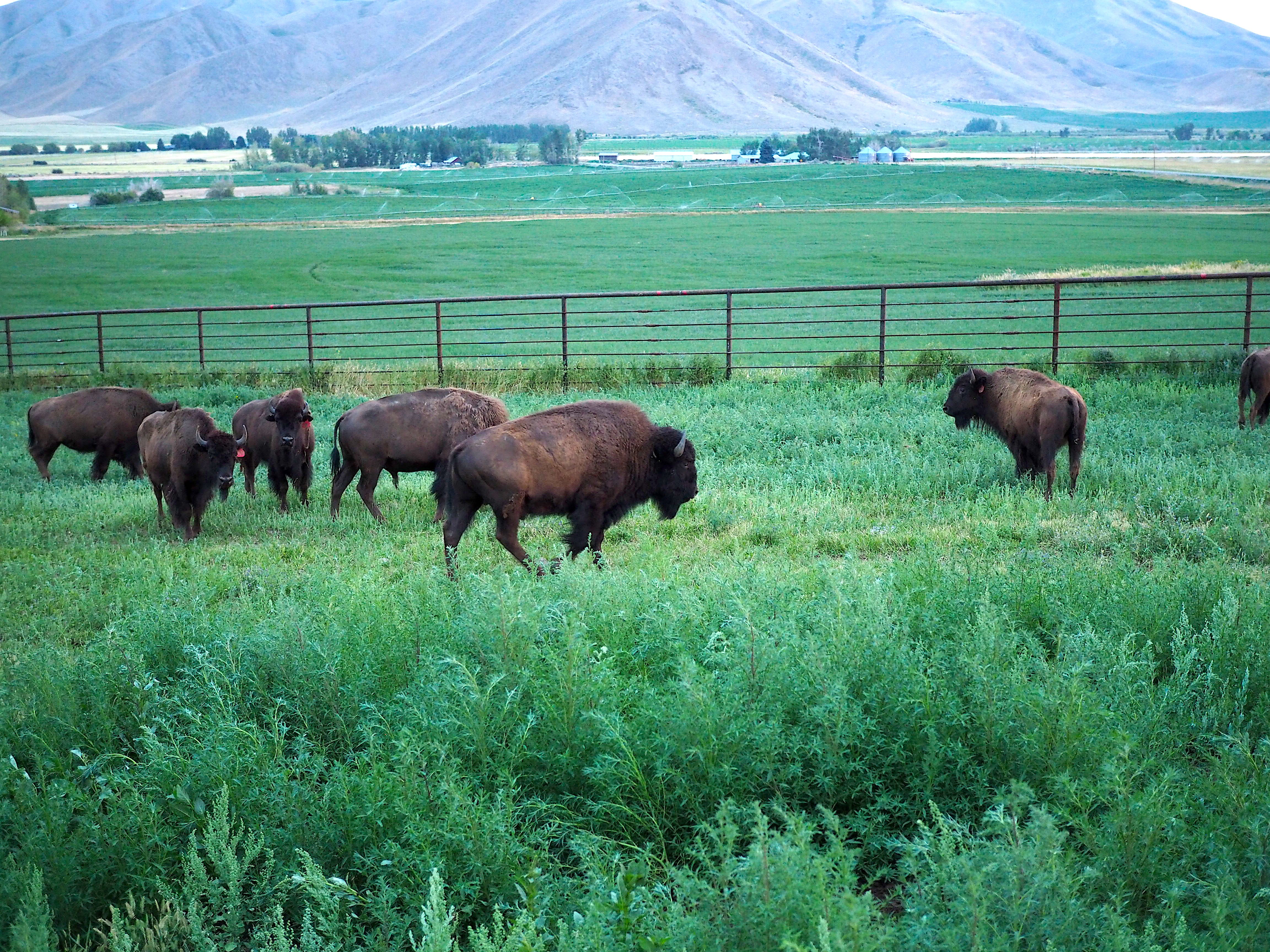 Home On The Range #26: The Duality of The Agrarian Experience Home On The Range #26: The Duality of The Agrarian Experience