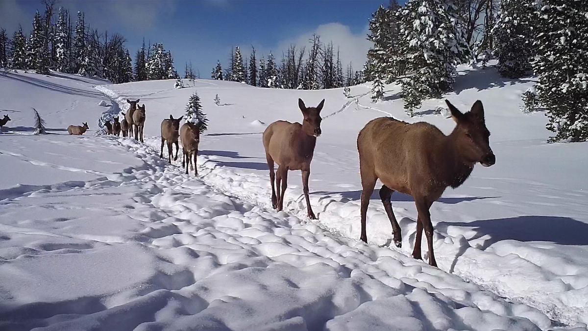 Elk Migration Research