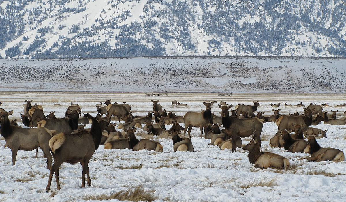 Elk Migration Research
