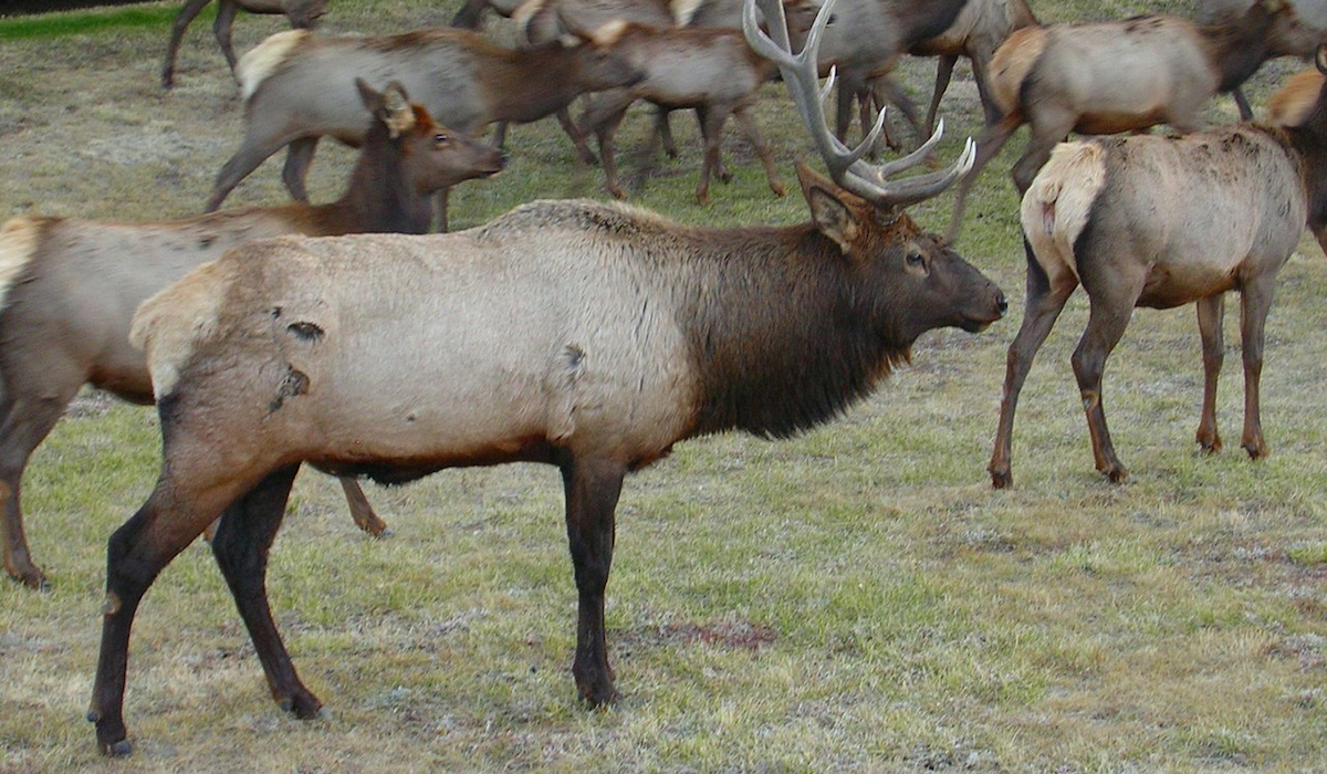 Elk Migration Research