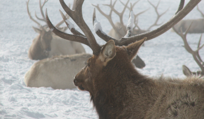 RMEF Shells Out $180,000 To Aid Elk Migration Research
