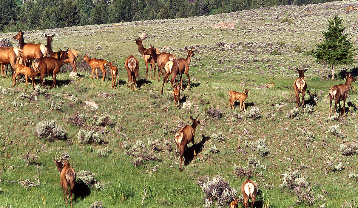 Idaho Conservation Efforts