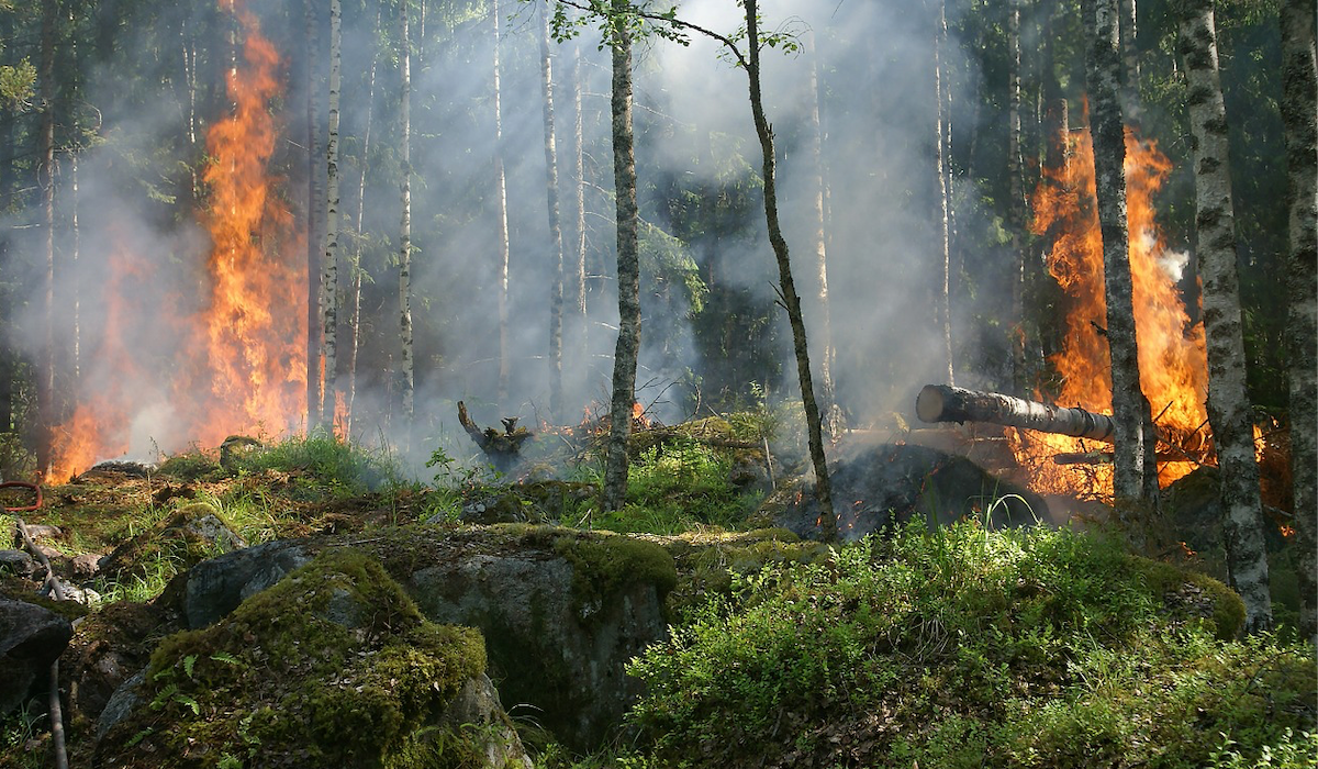 Wildfire Recovery Efforts