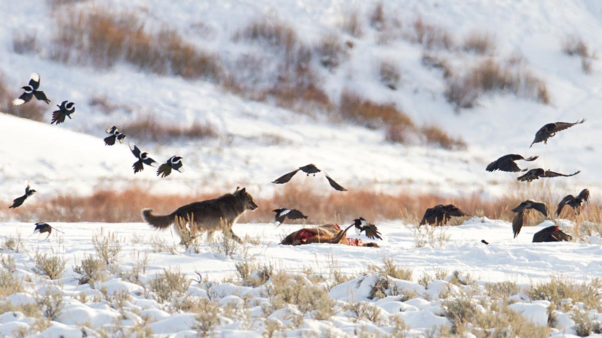 Gray Wolf Populations