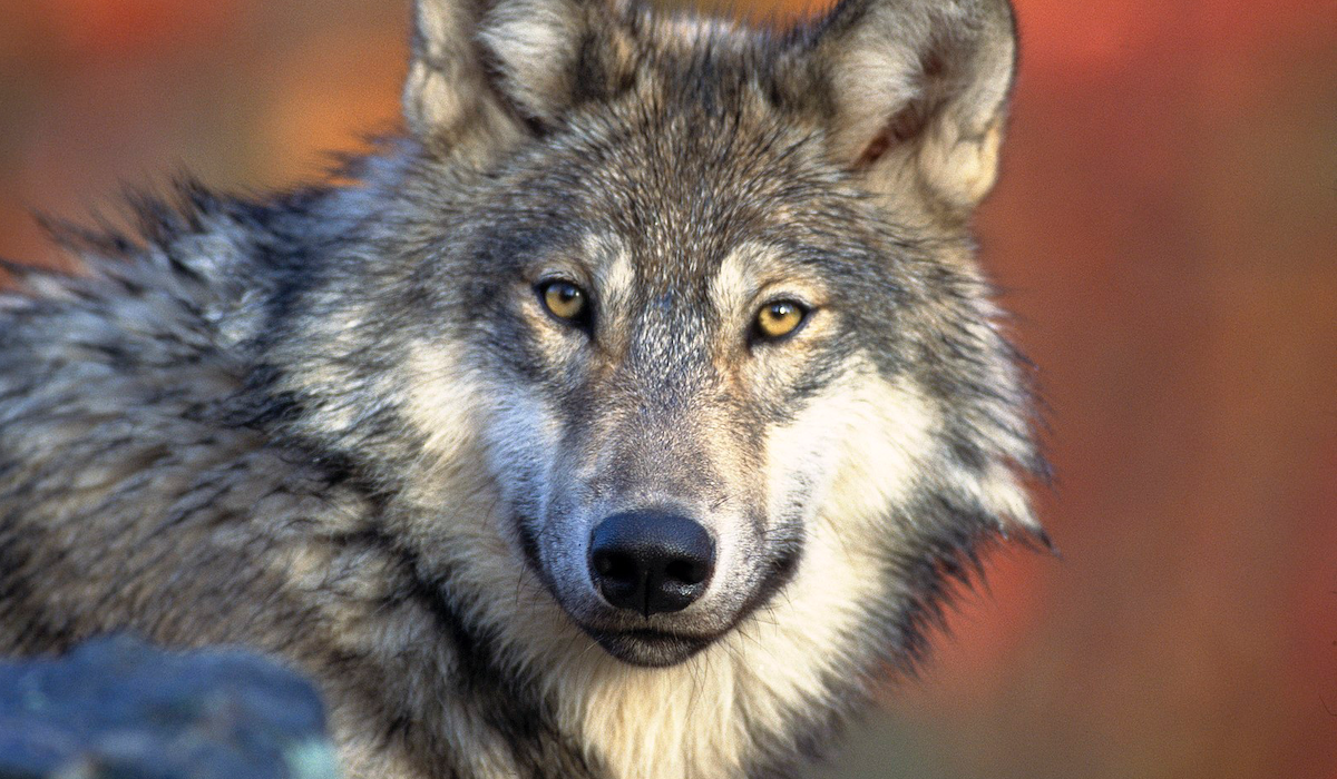 Gray Wolf Populations