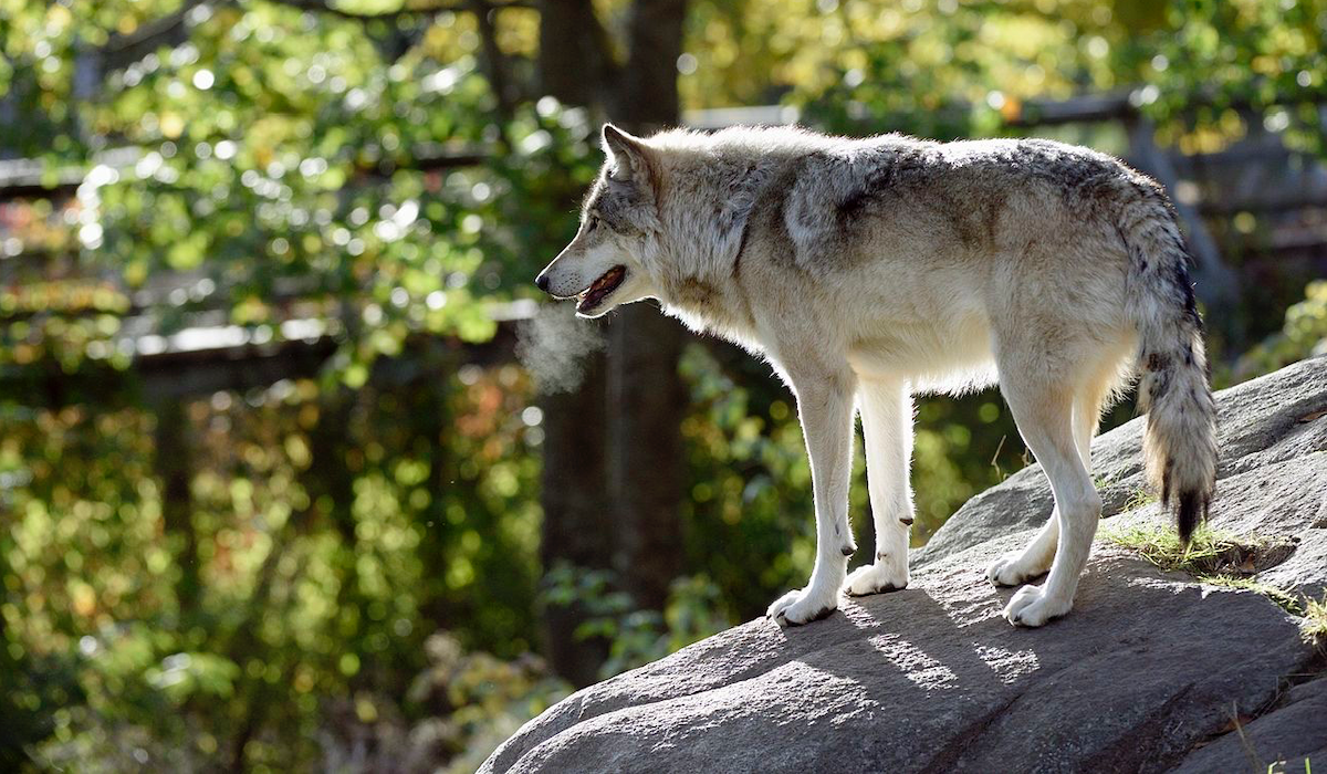 Gray Wolf Populations