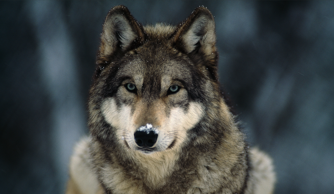 Federal Judge Restores Protections To Gray Wolf Populations