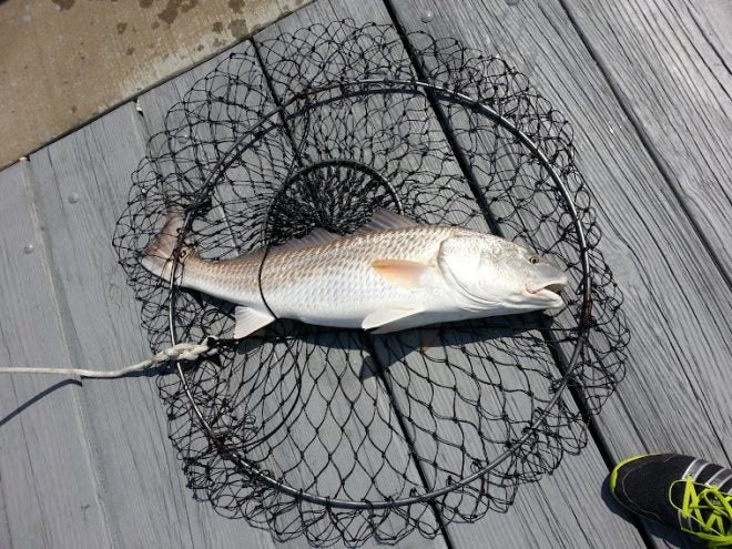 Emerald Coast Pier Fishing Guide - Red Drum (Redfish)