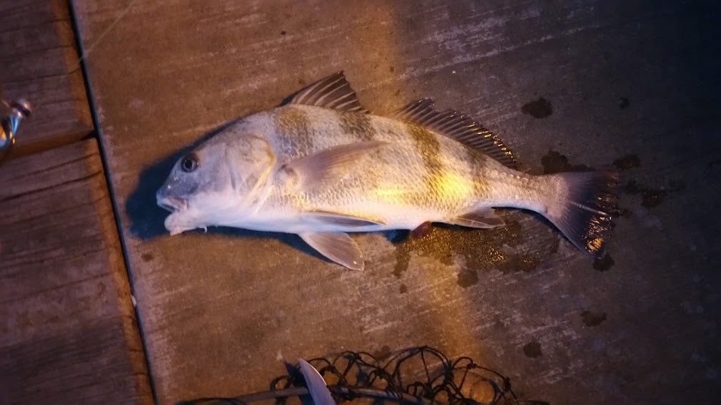 sheepshead