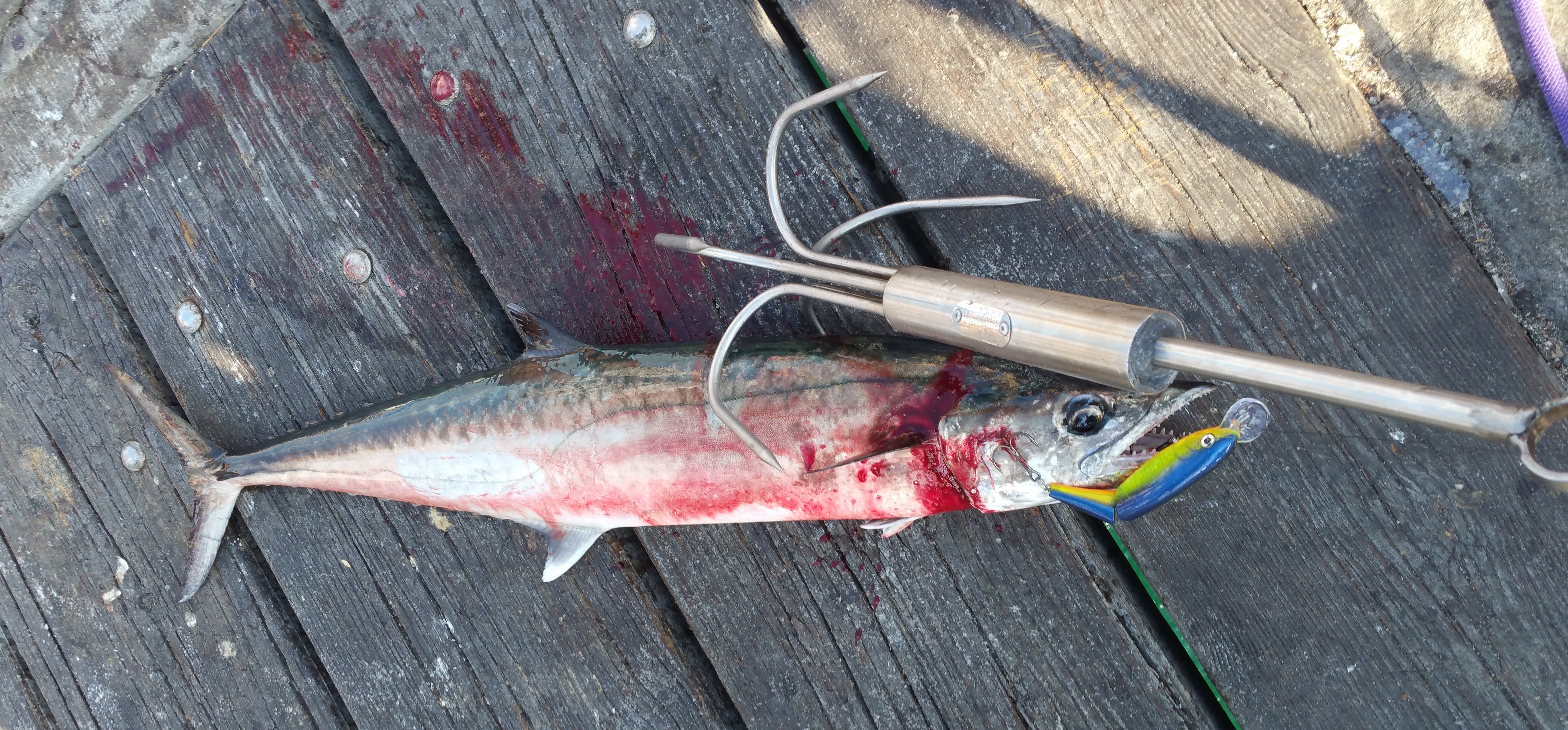 Emerald Coast Pier Fishing Guide - King Mackerel