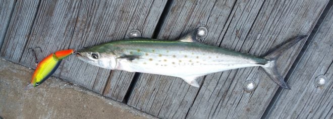 Emerald Coast Pier Fishing Guide – Spanish Mackerel