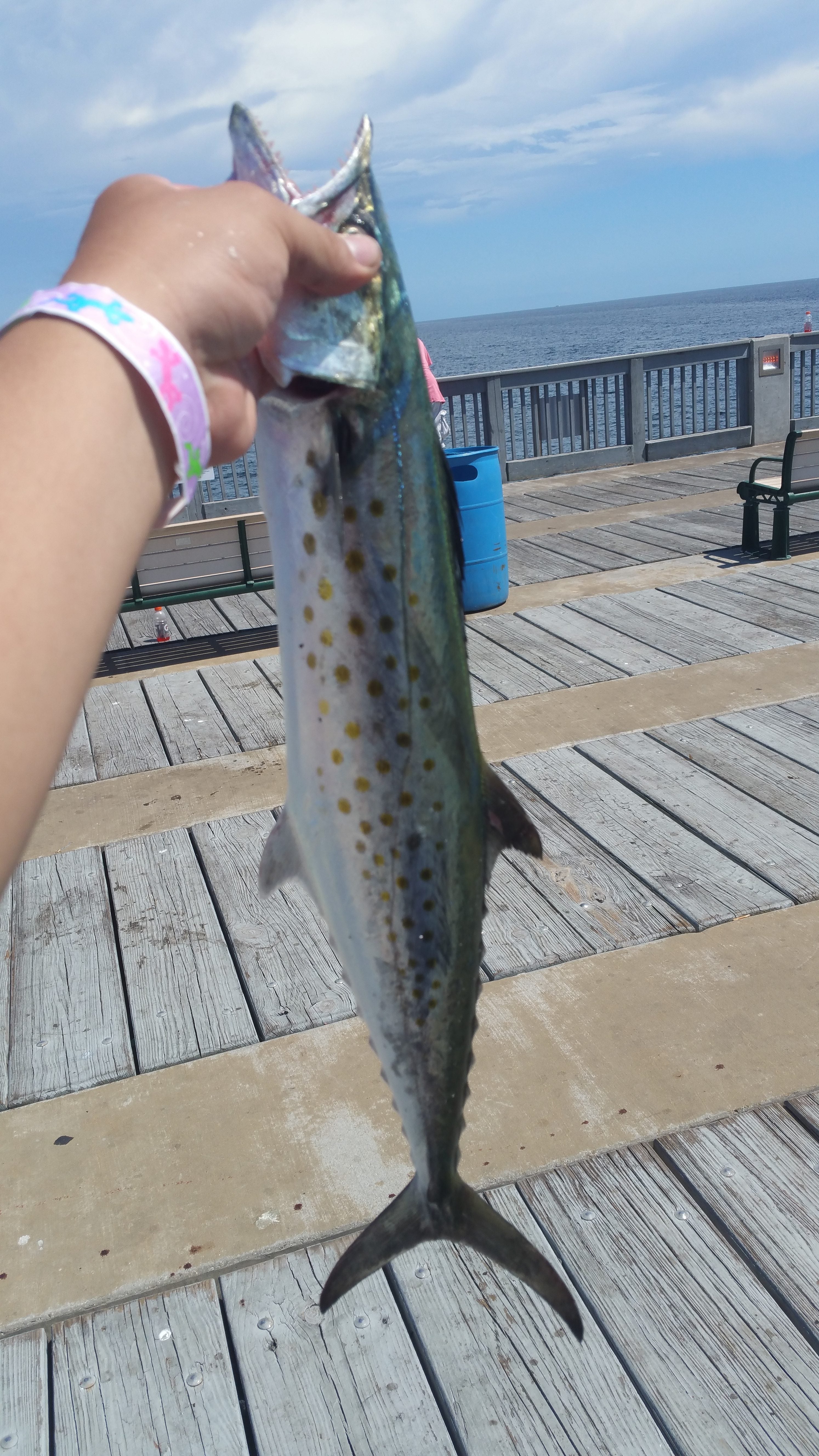 Emerald Coast Pier Fishing Guide - Spanish Mackerel