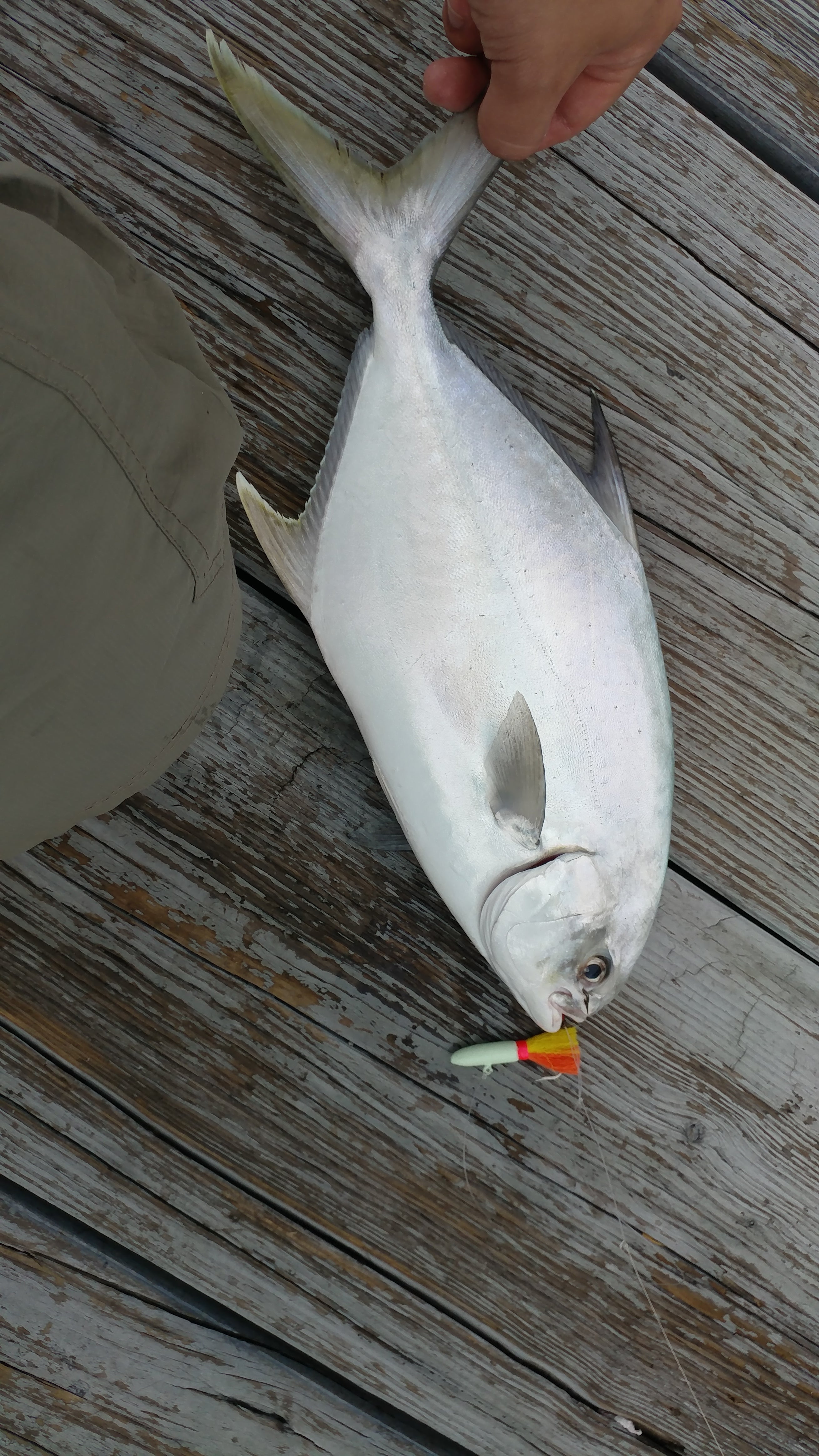 pompano