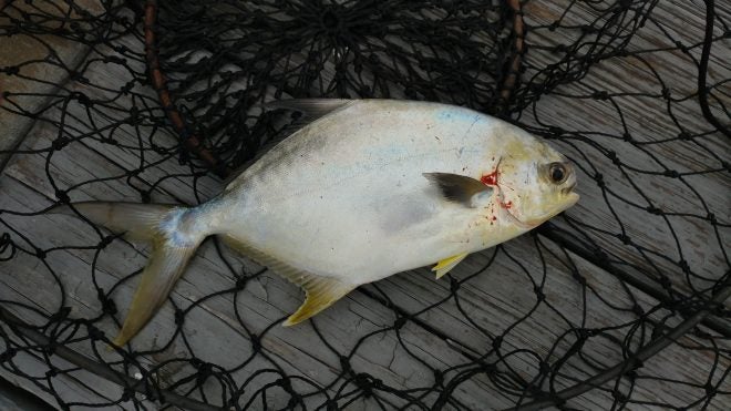 Guía de pesca del muelle de la Costa Esmeralda - Florida Pompano