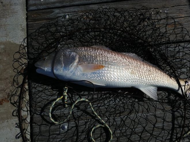 Louisiana Red Drum Numbers are Down: Management Needed Louisiana Red Drum Numbers are Down: Management Needed