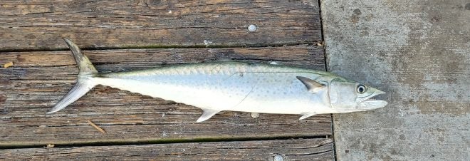 Emerald Coast Pier Fishing Guide – King Mackerel