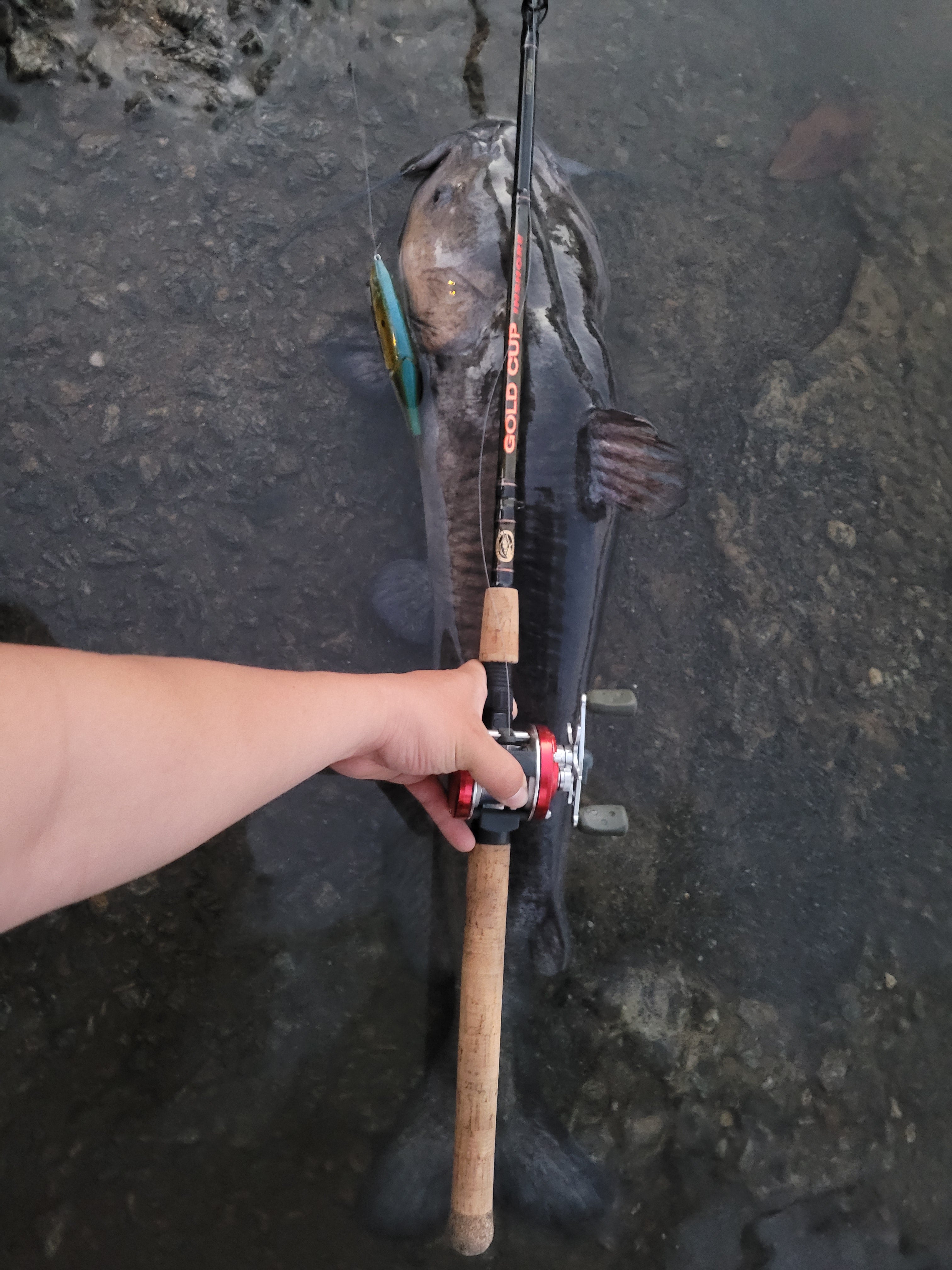 12lb Channel Catfish on S-Waver 168s