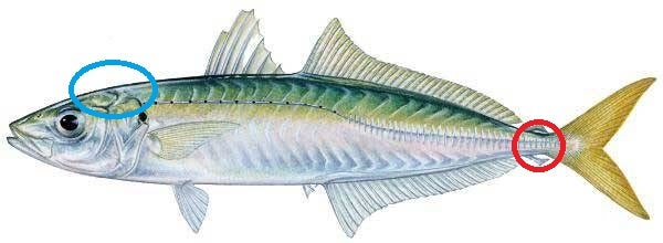 mackerel