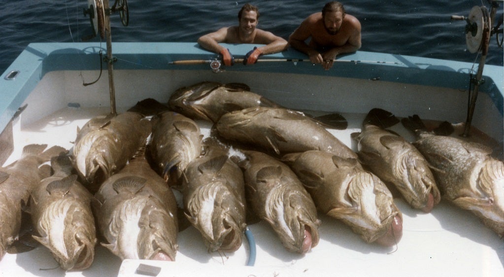 goliath grouper