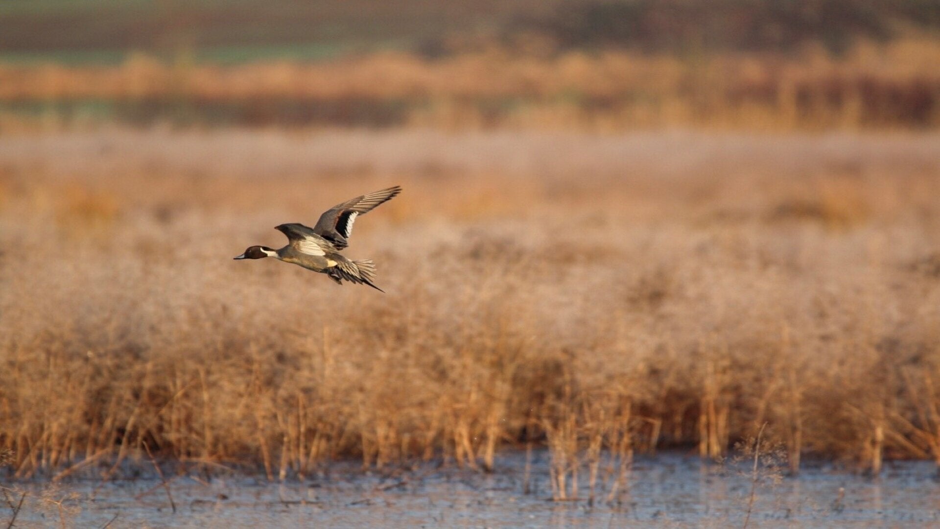 The Duck Connection Film Series by Delta Waterfowl