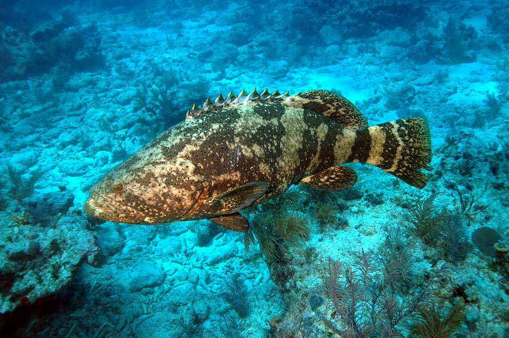 Goliath Grouper Harvest Now Reopening in Florida Goliath Grouper Harvest Now Reopening in Florida