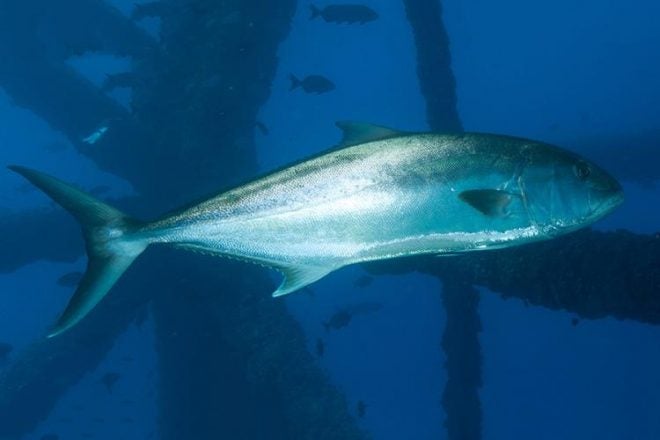 GOM Amberjack Season Reopening May 1st – 31st