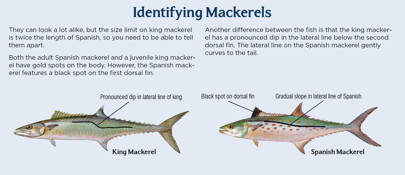 Emerald Coast Pier Fishing Guide – Spanish Mackerel