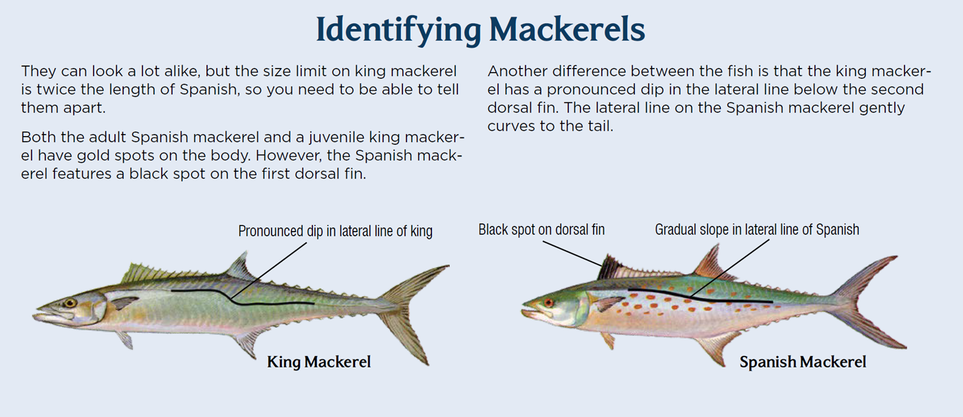 Emerald Coast Pier Fishing Guide - Spanish Mackerel