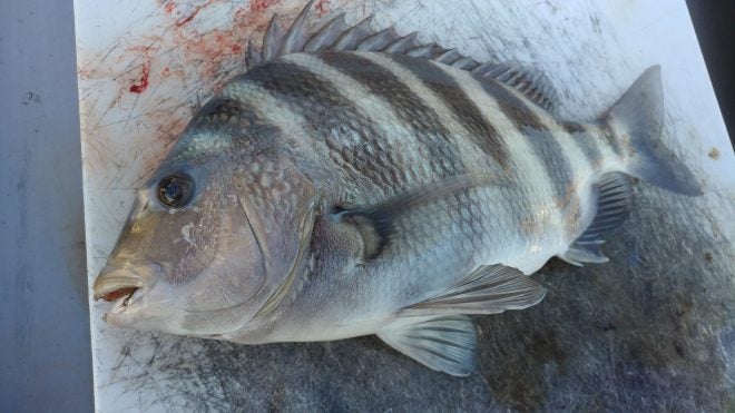 Emerald Coast Pier Fishing Guide – Sheepshead (aka Convict Fish)