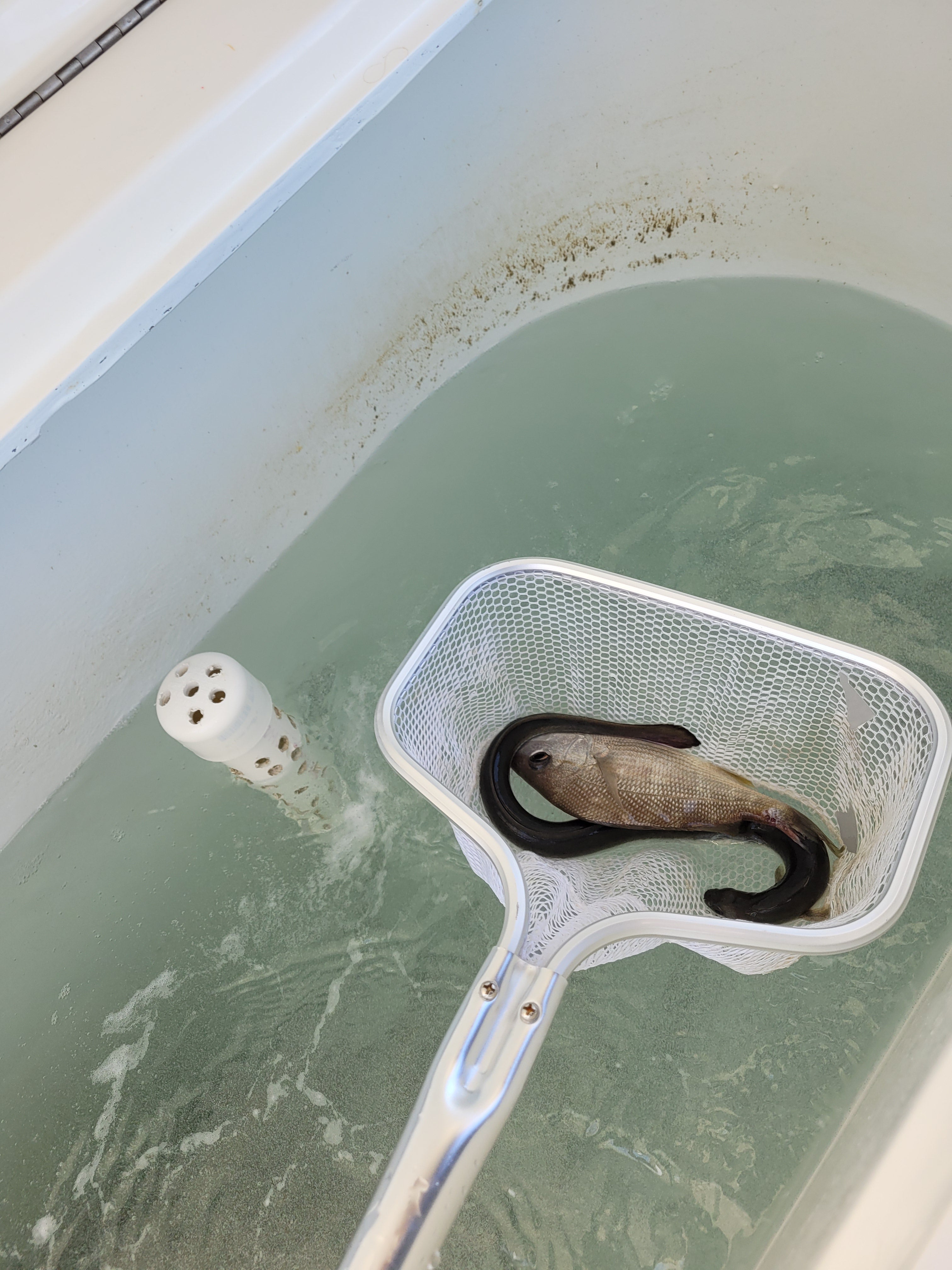 cobia