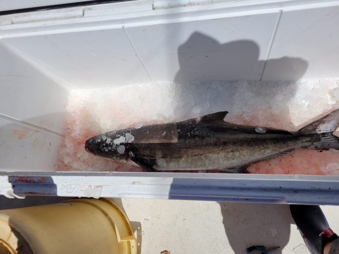 Cobia Bag Limits to be Reduced LFWC Adopts Notice of Intent