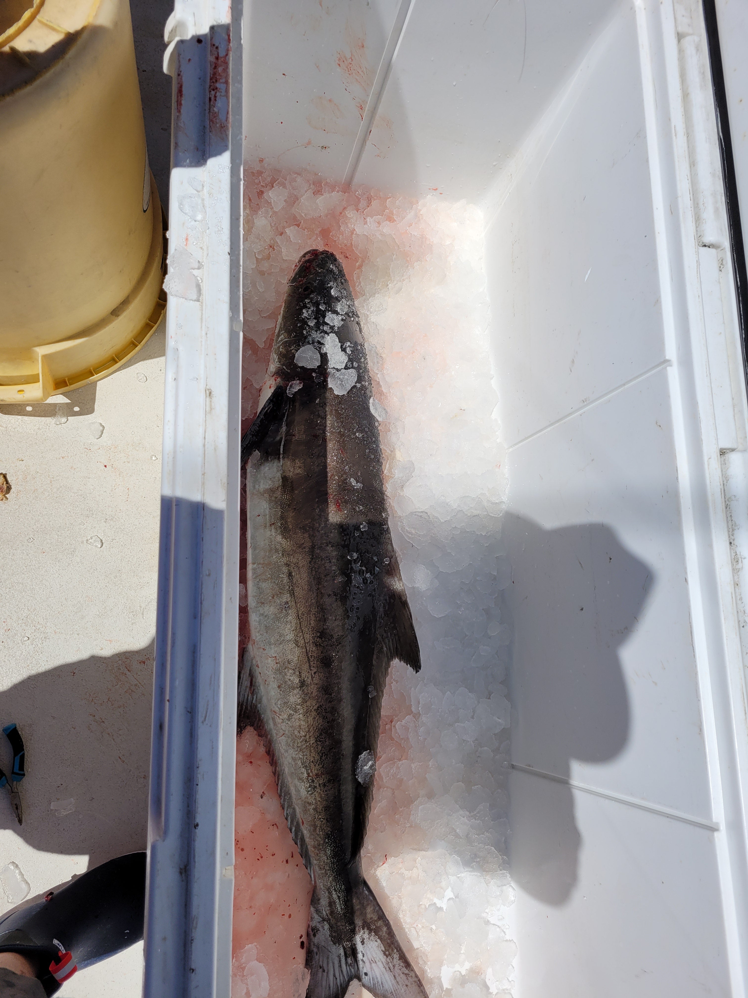 cobia