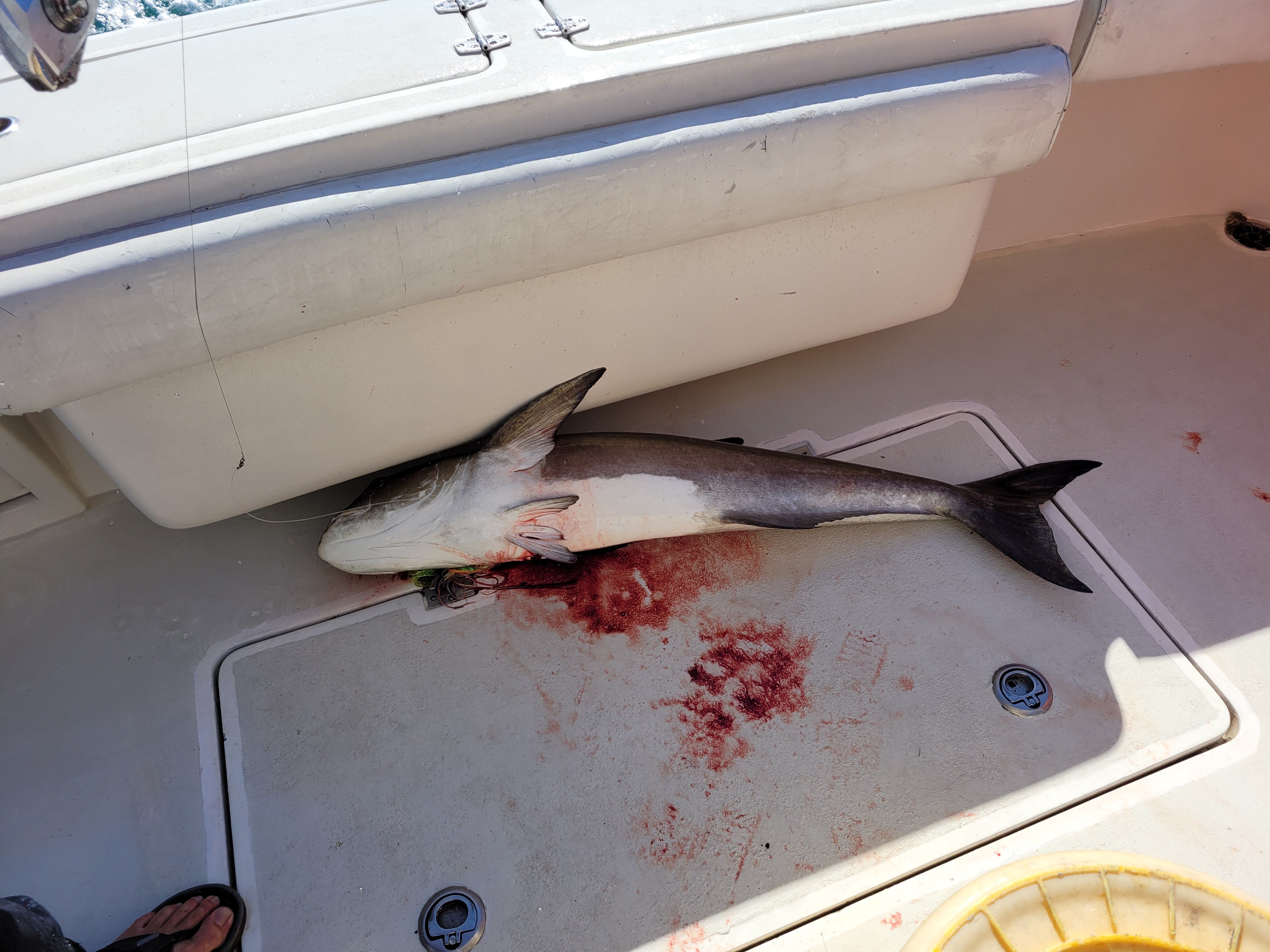 cobia