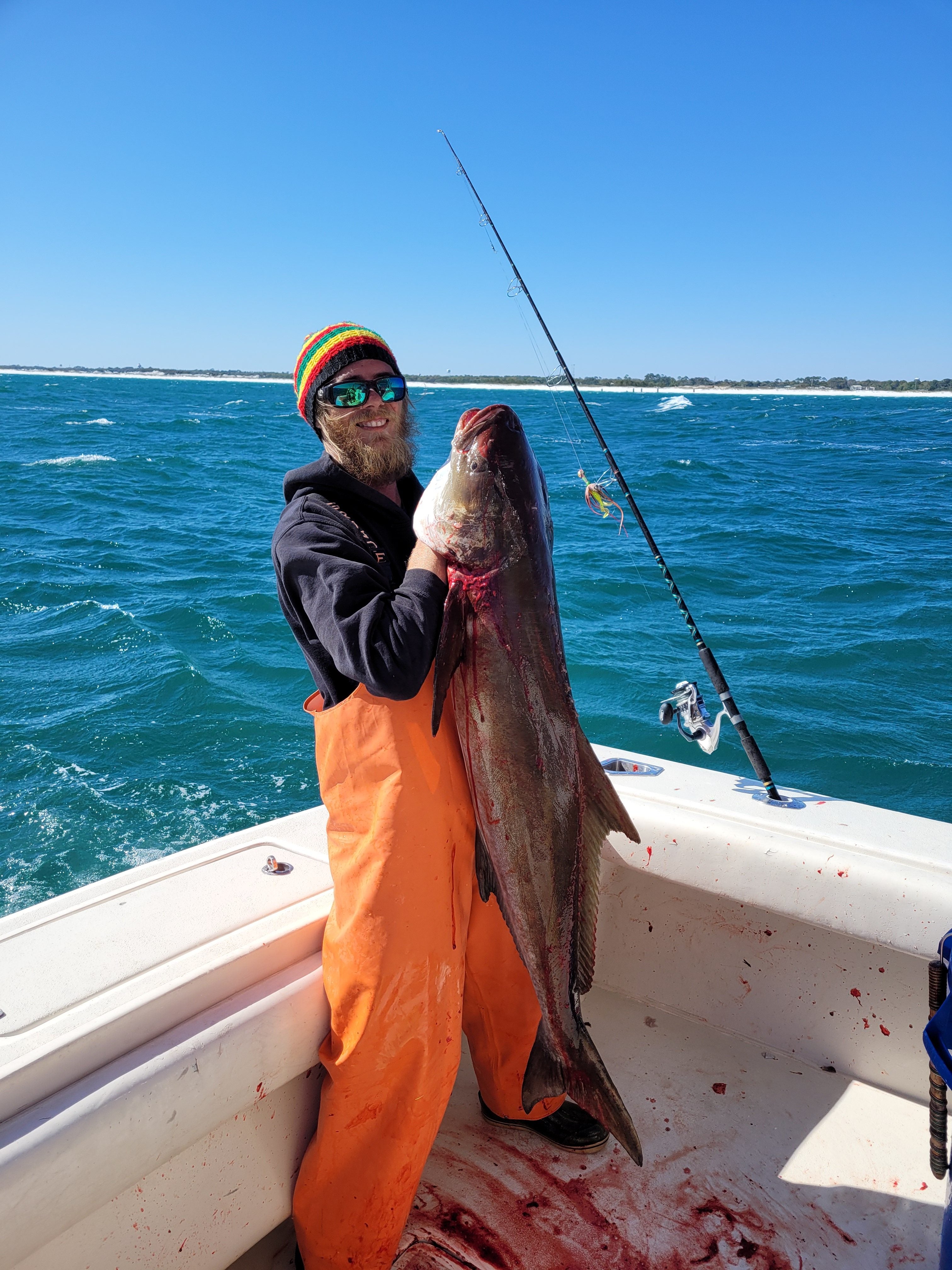 cobia