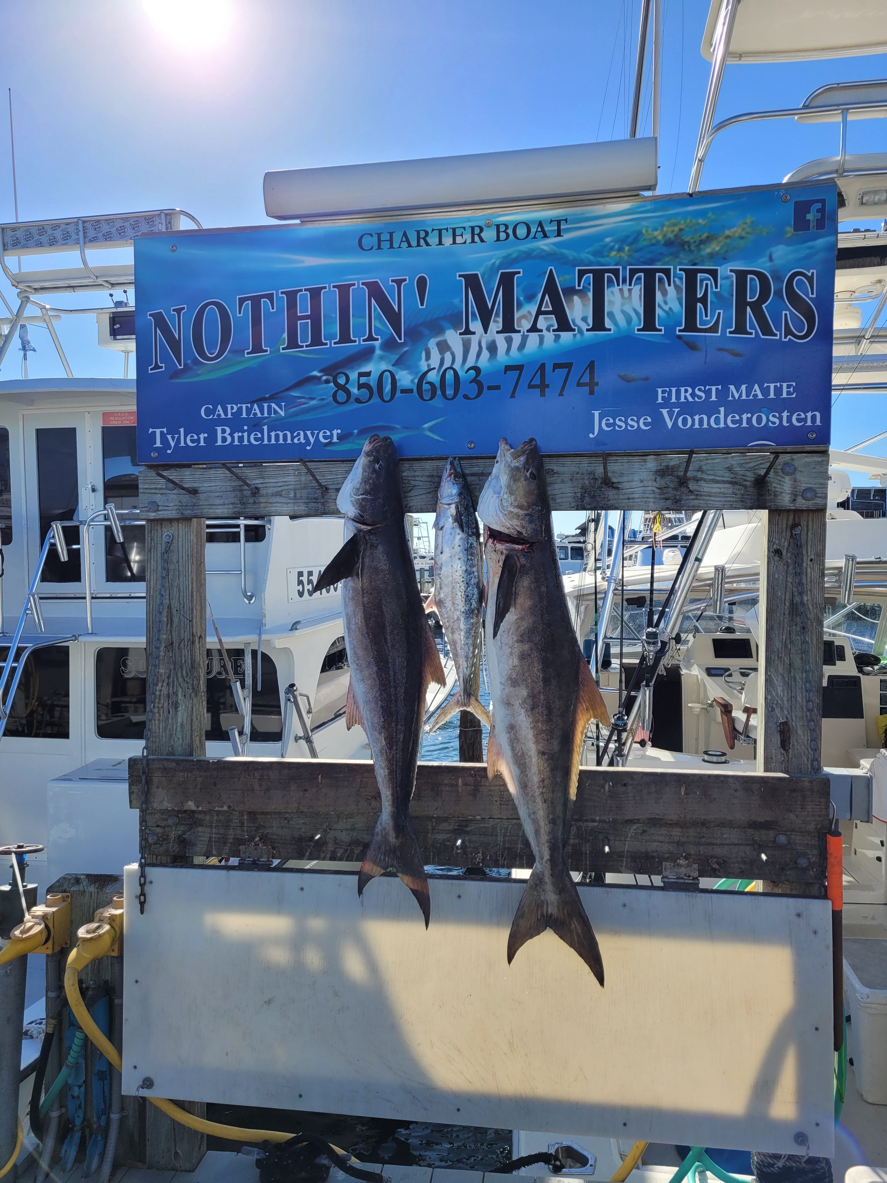 cobia