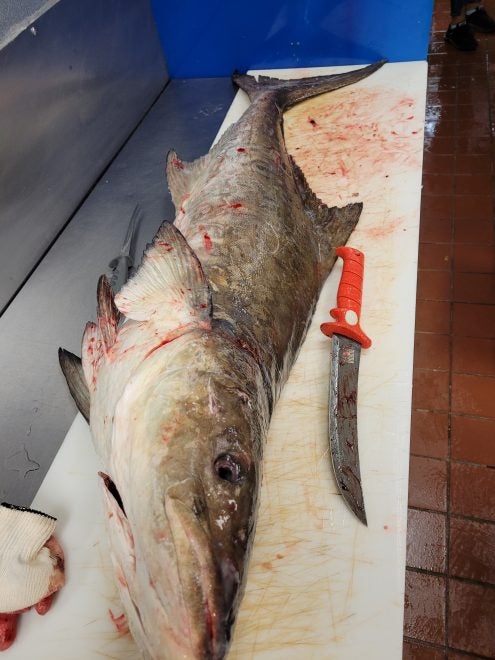Cooking Fish Leftovers: Cobia Frames and Collars