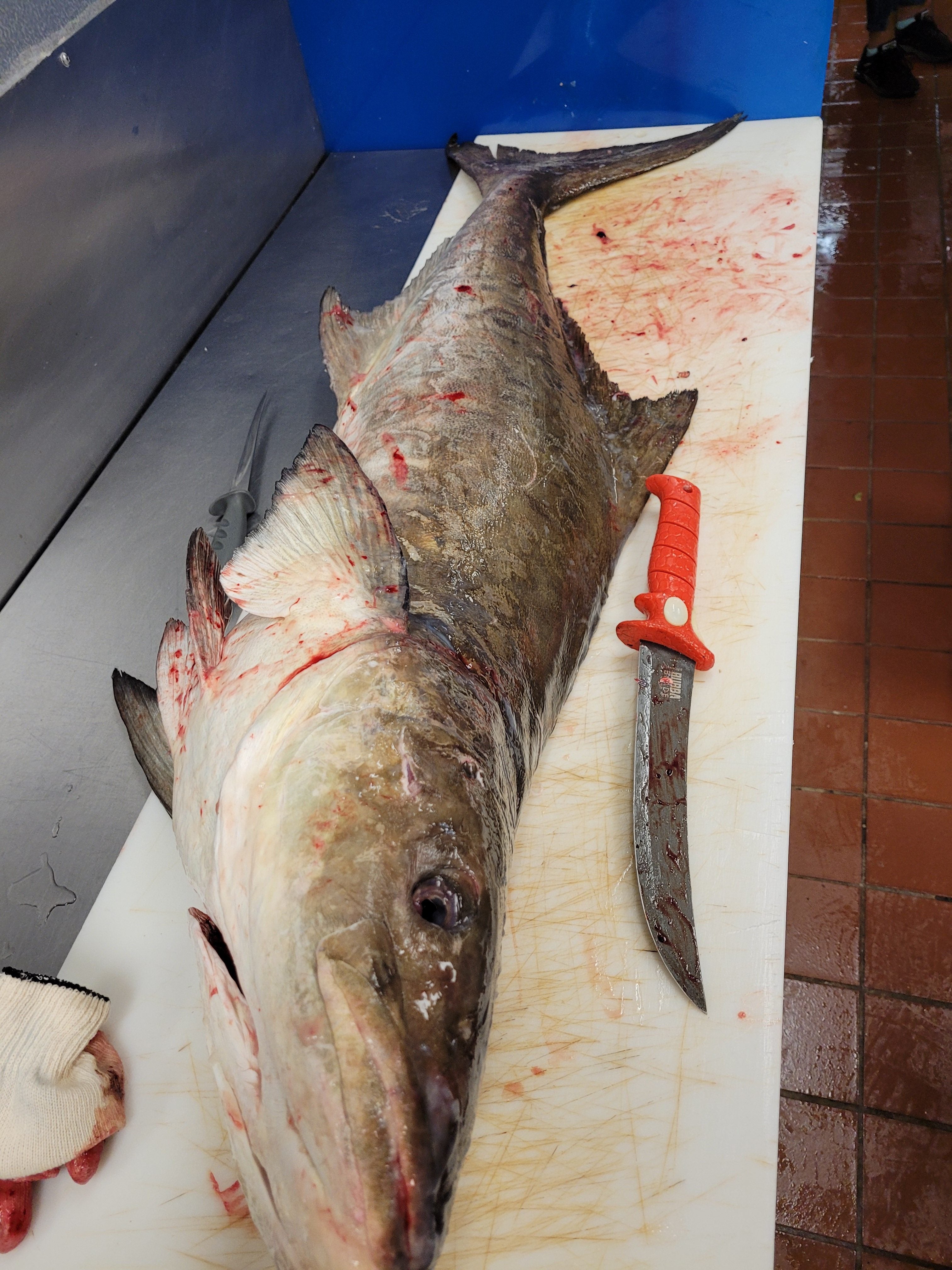Cooking the Off-Cuts of Fish: Cobia Frames & Collars Cooking the Off-Cuts of Fish: Cobia Frames & Collars