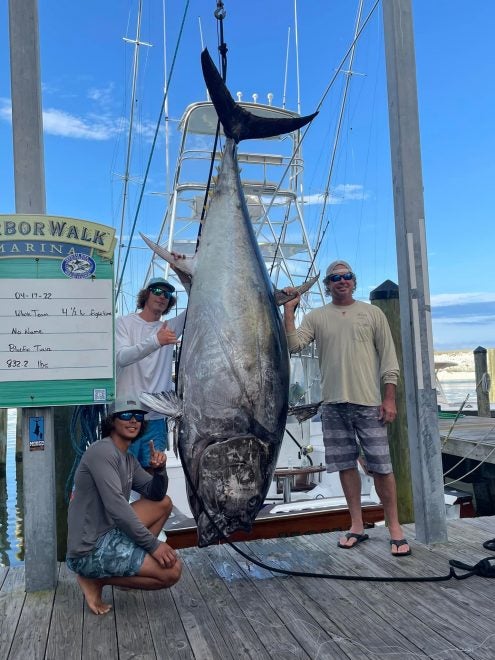 Record Breaking 832 Lb Bluefin Caught in Destin, Florida