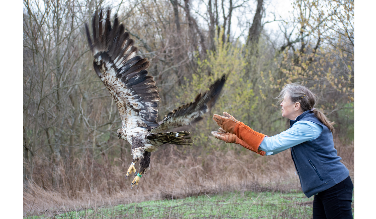 Lessons From An Eagle: Conservation In The Field