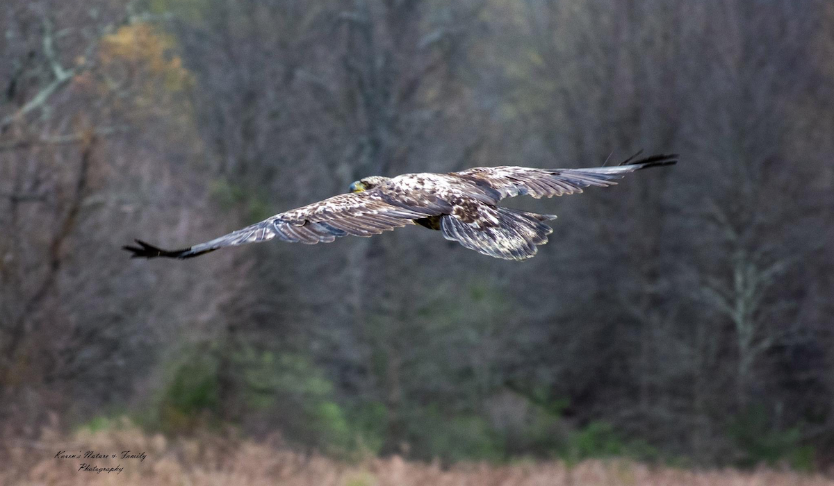 Lessons From An Eagle: Conservation In The Field