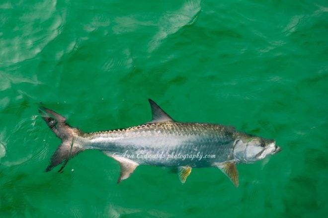 Emerald Coast Pier Fishing Guide: Tarpon – The Silver King