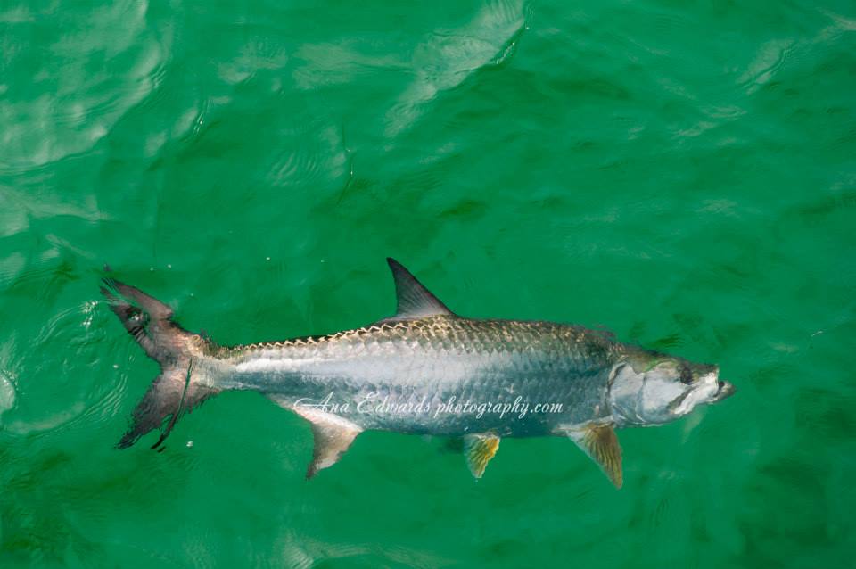 Emerald Coast Pier Fishing Guide: Tarpon – The Silver King Emerald Coast Pier Fishing Guide: Tarpon – The Silver King