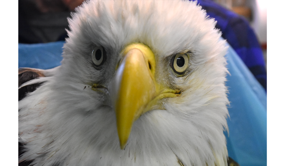 Lessons From An Eagle: Conservation In The Field