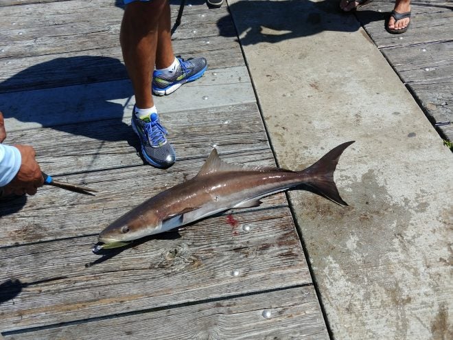 Emerald Coast Pier Fishing Guide: Cobia – Prize of the Pier